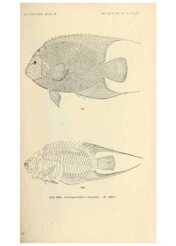 Reproducción/Reproduction 7983511106: The fishes of North and Middle America :. Washington :Smithsonian Institution, United States National Museum,1896-1900.