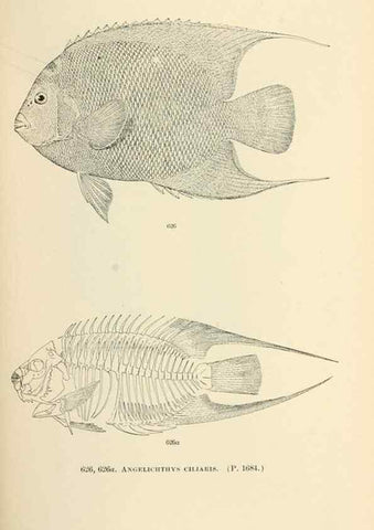 Reproducción/Reproduction 7983511106: The fishes of North and Middle America :. Washington :Smithsonian Institution, United States National Museum,1896-1900.