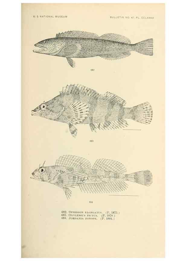 Reproducción/Reproduction 7983522823: The fishes of North and Middle America :. Washington :Smithsonian Institution, United States National Museum,1896-1900.