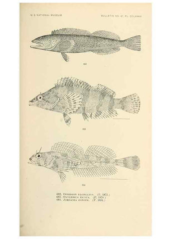 Reproducción/Reproduction 7983522823: The fishes of North and Middle America :. Washington :Smithsonian Institution, United States National Museum,1896-1900.
