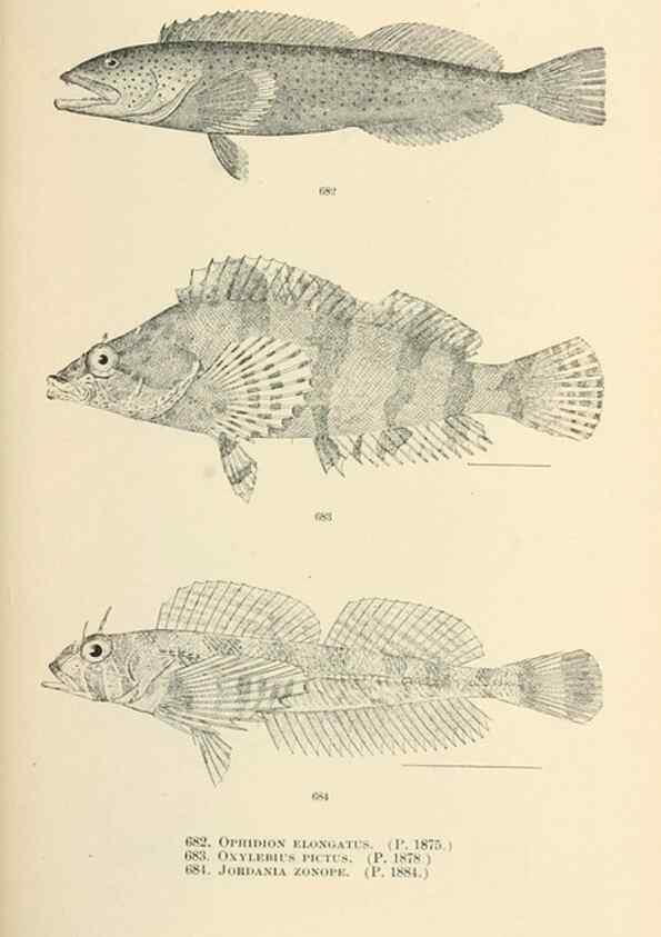 Reproducción/Reproduction 7983522823: The fishes of North and Middle America :. Washington :Smithsonian Institution, United States National Museum,1896-1900.