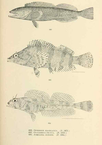 Reproducción/Reproduction 7983522823: The fishes of North and Middle America :. Washington :Smithsonian Institution, United States National Museum,1896-1900.