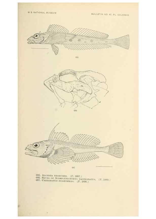 Reproducción/Reproduction 7983527654: The fishes of North and Middle America :. Washington :Smithsonian Institution, United States National Museum,1896-1900.