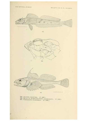 Reproducción/Reproduction 7983527654: The fishes of North and Middle America :. Washington :Smithsonian Institution, United States National Museum,1896-1900.