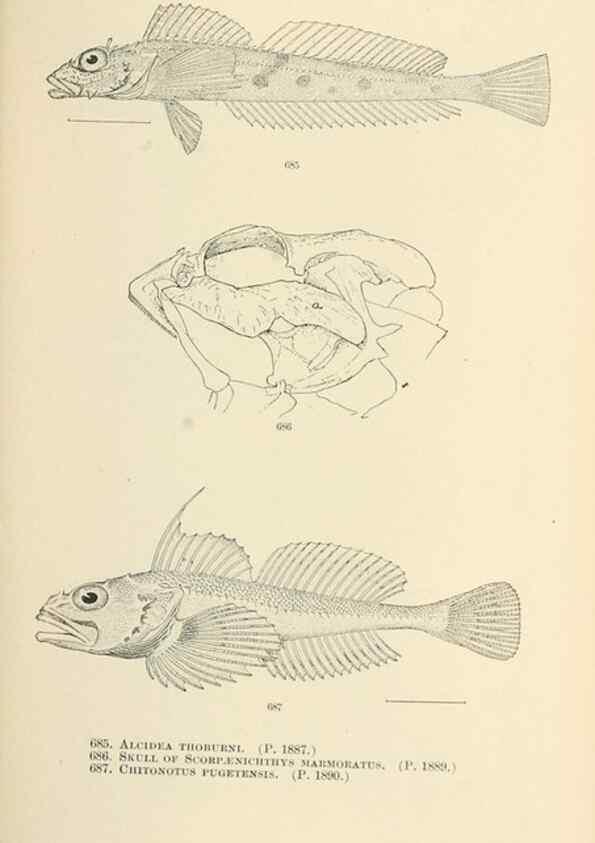 Reproducción/Reproduction 7983527654: The fishes of North and Middle America :. Washington :Smithsonian Institution, United States National Museum,1896-1900.