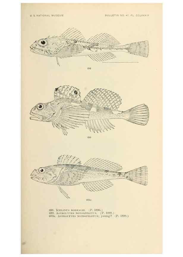 Reproducción/Reproduction 7983523783: The fishes of North and Middle America :. Washington :Smithsonian Institution, United States National Museum,1896-1900.