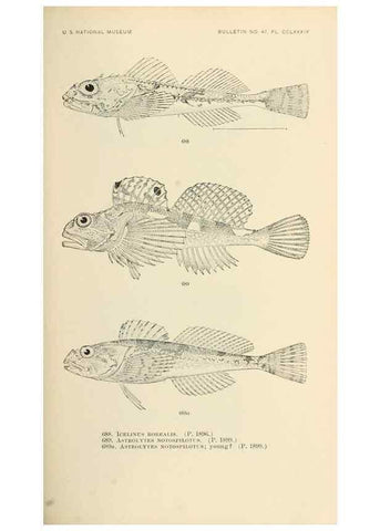Reproducción/Reproduction 7983523783: The fishes of North and Middle America :. Washington :Smithsonian Institution, United States National Museum,1896-1900.