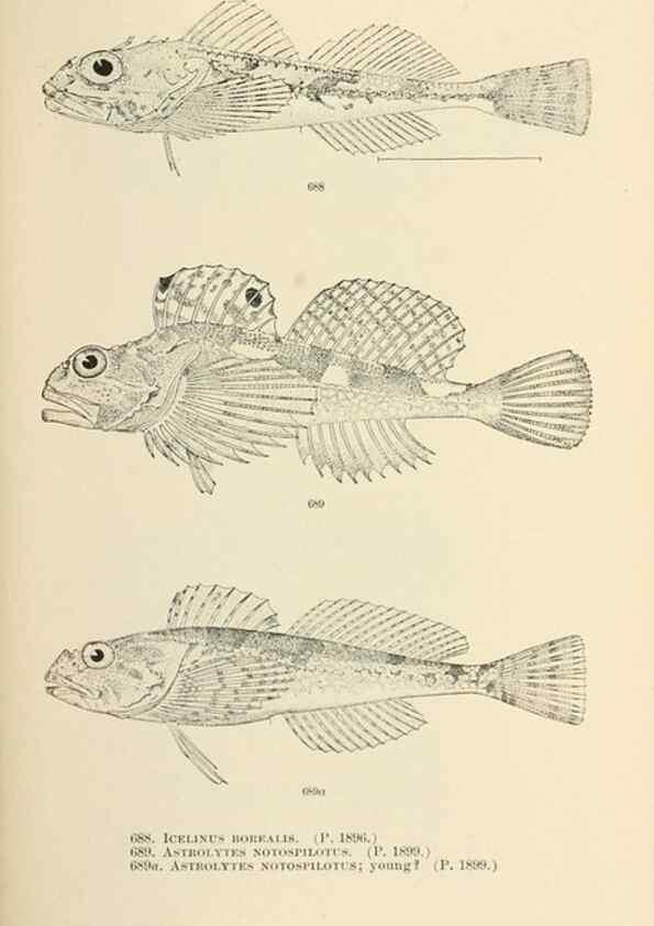 Reproducción/Reproduction 7983523783: The fishes of North and Middle America :. Washington :Smithsonian Institution, United States National Museum,1896-1900.