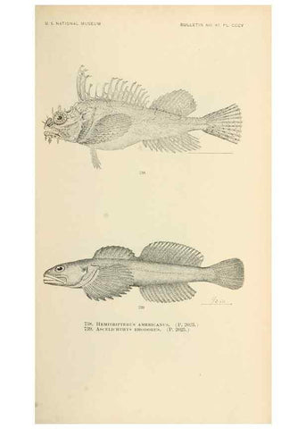 Reproducción/Reproduction 7983534827: The fishes of North and Middle America :. Washington :Smithsonian Institution, United States National Museum,1896-1900.