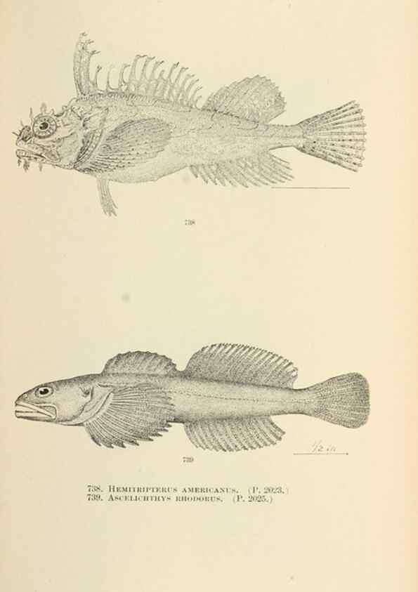 Reproducción/Reproduction 7983534827: The fishes of North and Middle America :. Washington :Smithsonian Institution, United States National Museum,1896-1900.