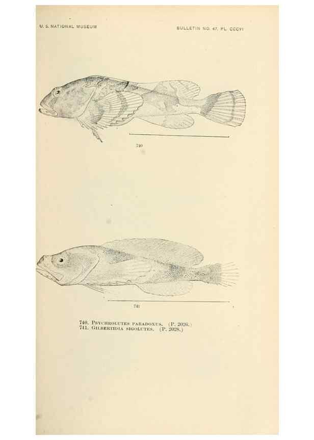 Reproducción/Reproduction 7983535307: The fishes of North and Middle America :. Washington :Smithsonian Institution, United States National Museum,1896-1900.