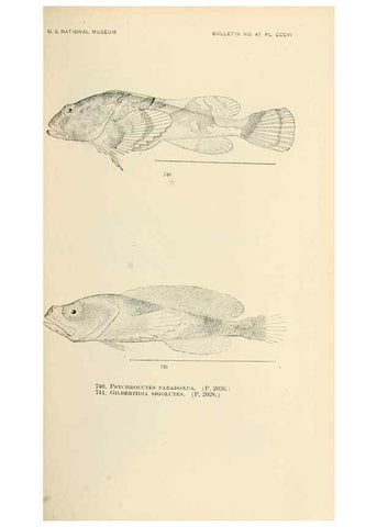 Reproducción/Reproduction 7983535307: The fishes of North and Middle America :. Washington :Smithsonian Institution, United States National Museum,1896-1900.