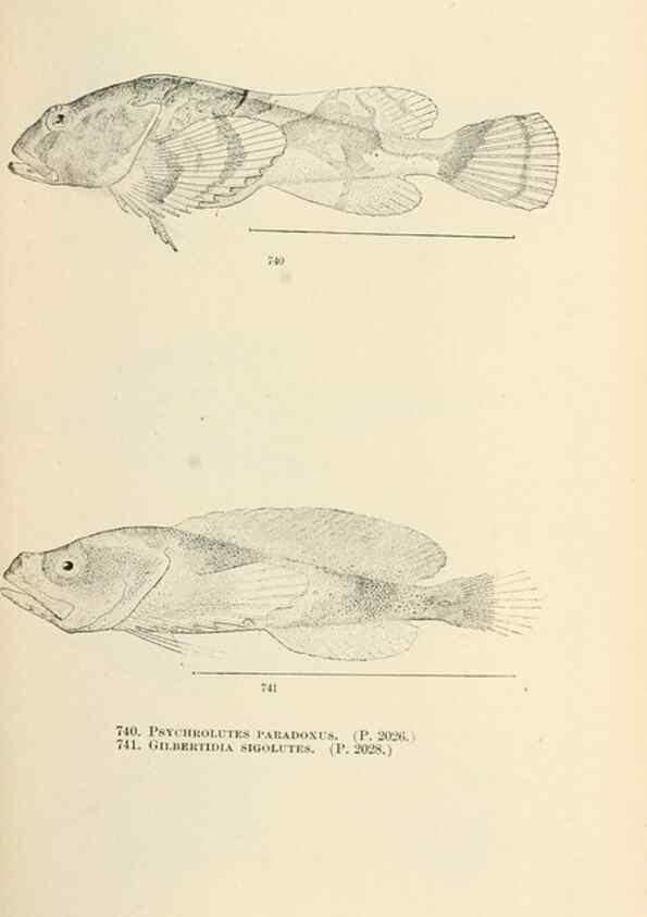 Reproducción/Reproduction 7983535307: The fishes of North and Middle America :. Washington :Smithsonian Institution, United States National Museum,1896-1900.
