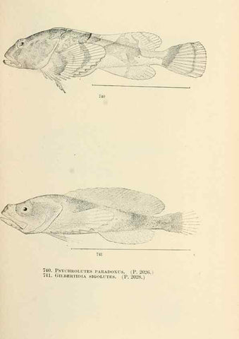 Reproducción/Reproduction 7983535307: The fishes of North and Middle America :. Washington :Smithsonian Institution, United States National Museum,1896-1900.