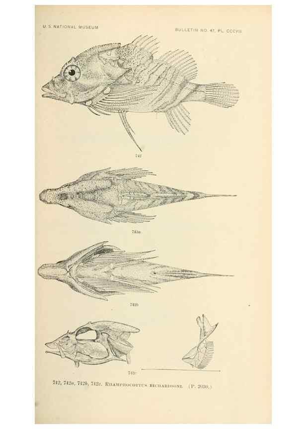 Reproducción/Reproduction 7983535889: The fishes of North and Middle America :. Washington :Smithsonian Institution, United States National Museum,1896-1900.
