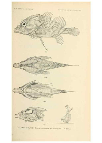 Reproducción/Reproduction 7983535889: The fishes of North and Middle America :. Washington :Smithsonian Institution, United States National Museum,1896-1900.