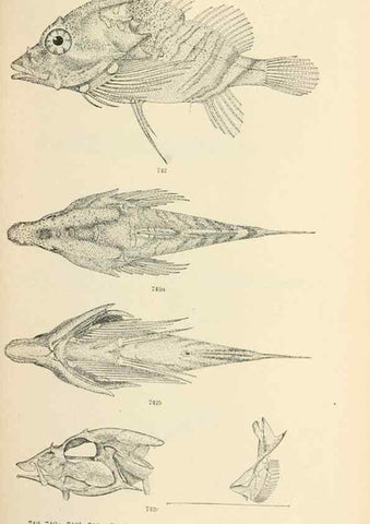 Reproducción/Reproduction 7983535889: The fishes of North and Middle America :. Washington :Smithsonian Institution, United States National Museum,1896-1900.