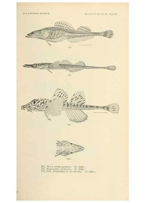 Reproducción/Reproduction 7983536361: The fishes of North and Middle America :. Washington :Smithsonian Institution, United States National Museum,1896-1900.