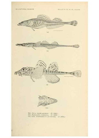 Reproducción/Reproduction 7983536361: The fishes of North and Middle America :. Washington :Smithsonian Institution, United States National Museum,1896-1900.