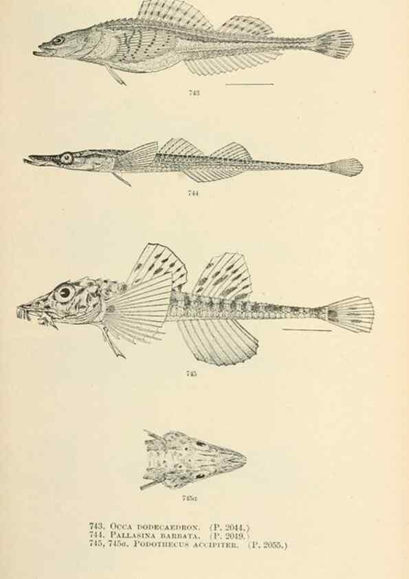 Reproducción/Reproduction 7983536361: The fishes of North and Middle America :. Washington :Smithsonian Institution, United States National Museum,1896-1900.