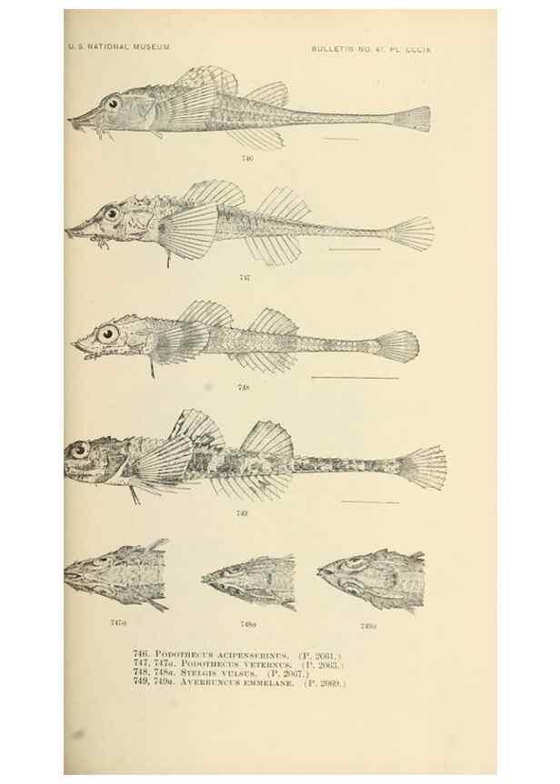 Reproducción/Reproduction 7983541260: The fishes of North and Middle America :. Washington :Smithsonian Institution, United States National Museum,1896-1900.