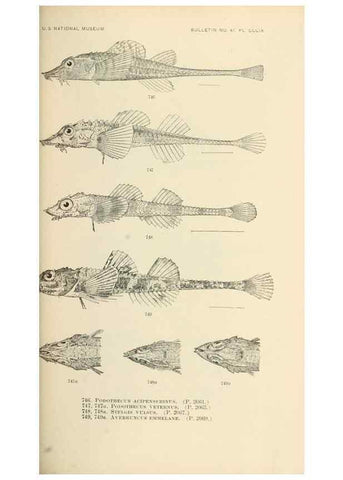 Reproducción/Reproduction 7983541260: The fishes of North and Middle America :. Washington :Smithsonian Institution, United States National Museum,1896-1900.