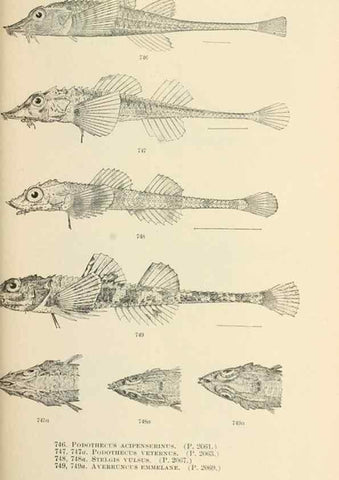 Reproducción/Reproduction 7983541260: The fishes of North and Middle America :. Washington :Smithsonian Institution, United States National Museum,1896-1900.