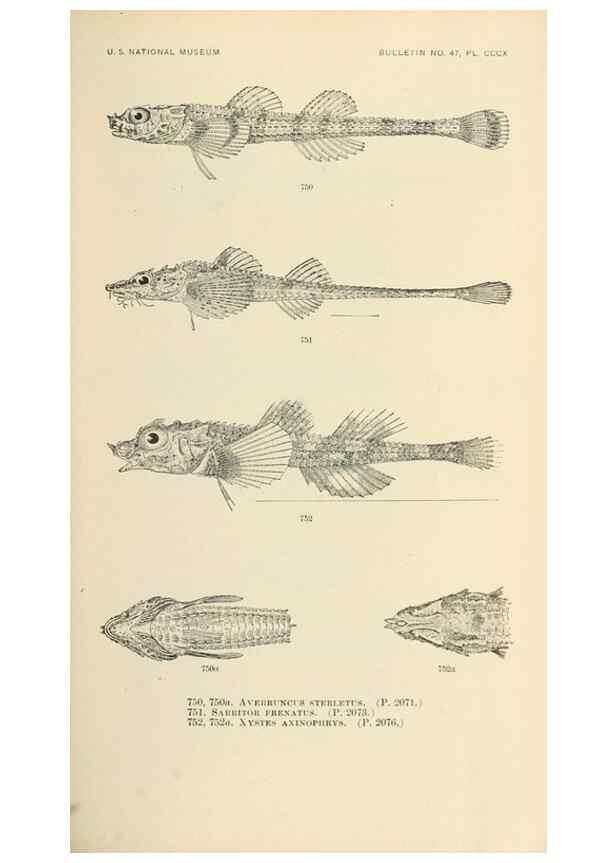 Reproducción/Reproduction 7983541838: The fishes of North and Middle America :. Washington :Smithsonian Institution, United States National Museum,1896-1900.