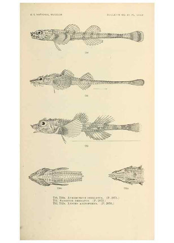 Reproducción/Reproduction 7983541838: The fishes of North and Middle America :. Washington :Smithsonian Institution, United States National Museum,1896-1900.