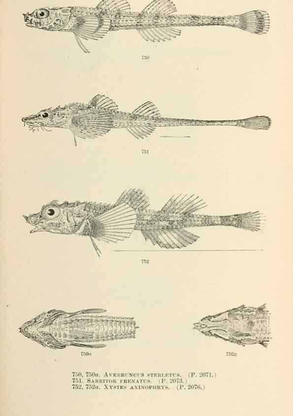 Reproducción/Reproduction 7983541838: The fishes of North and Middle America :. Washington :Smithsonian Institution, United States National Museum,1896-1900.