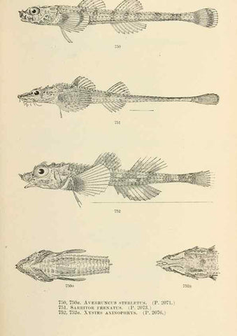 Reproducción/Reproduction 7983541838: The fishes of North and Middle America :. Washington :Smithsonian Institution, United States National Museum,1896-1900.