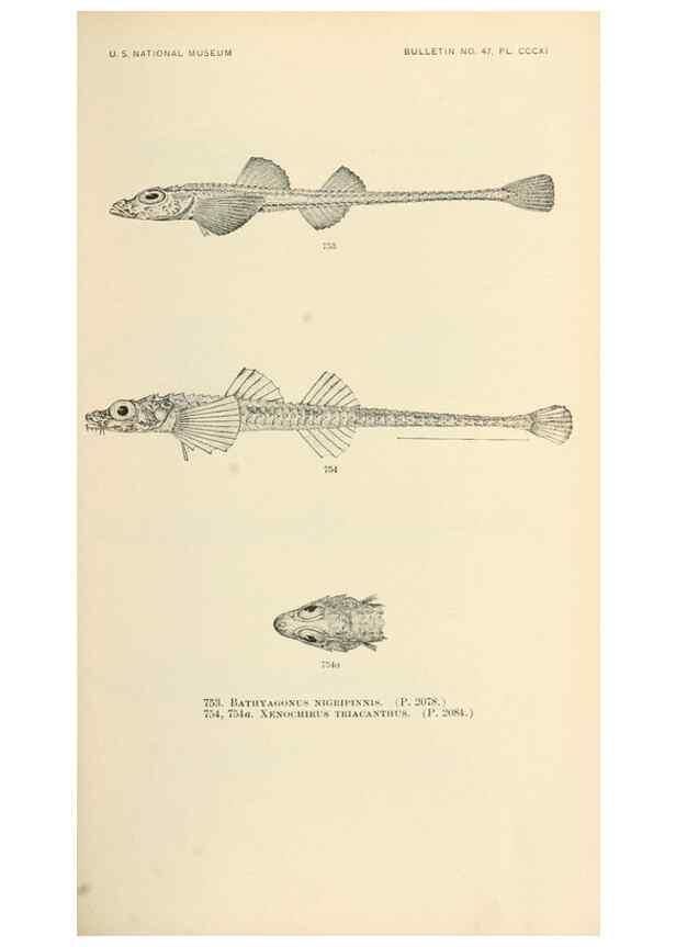 Reproducción/Reproduction 7983537885: The fishes of North and Middle America :. Washington :Smithsonian Institution, United States National Museum,1896-1900.