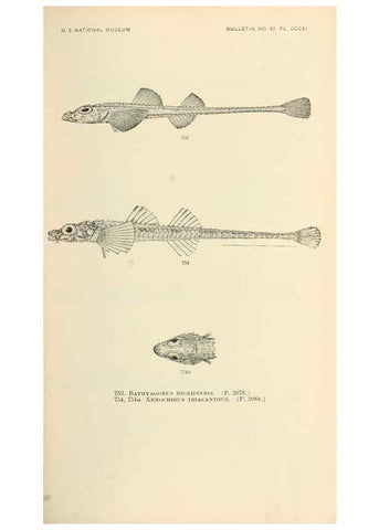 Reproducción/Reproduction 7983537885: The fishes of North and Middle America :. Washington :Smithsonian Institution, United States National Museum,1896-1900.
