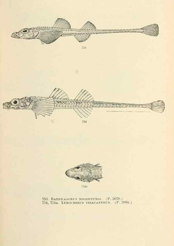 Reproducción/Reproduction 7983537885: The fishes of North and Middle America :. Washington :Smithsonian Institution, United States National Museum,1896-1900.