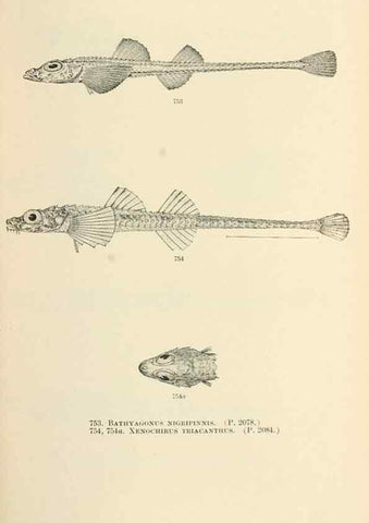 Reproducción/Reproduction 7983537885: The fishes of North and Middle America :. Washington :Smithsonian Institution, United States National Museum,1896-1900.