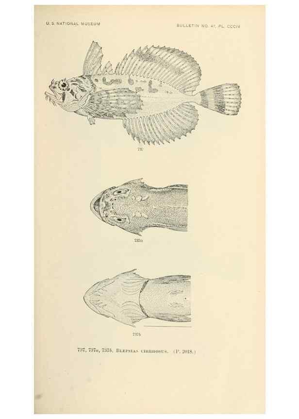 Reproducción/Reproduction 7983538770: The fishes of North and Middle America :. Washington :Smithsonian Institution, United States National Museum,1896-1900.