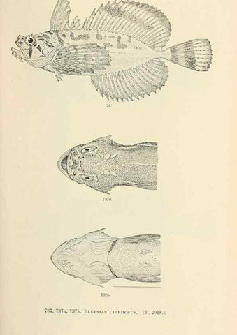 Reproducción/Reproduction 7983538770: The fishes of North and Middle America :. Washington :Smithsonian Institution, United States National Museum,1896-1900.