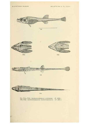 Reproducción/Reproduction 7983538387: The fishes of North and Middle America :. Washington :Smithsonian Institution, United States National Museum,1896-1900.