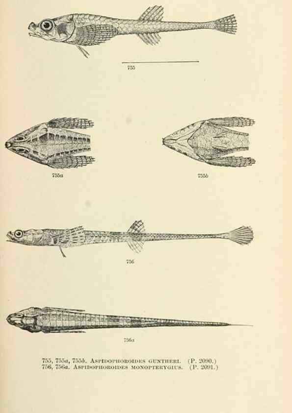Reproducción/Reproduction 7983538387: The fishes of North and Middle America :. Washington :Smithsonian Institution, United States National Museum,1896-1900.