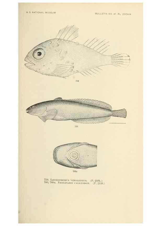 Reproducción/Reproduction 7983544016: The fishes of North and Middle America :. Washington :Smithsonian Institution, United States National Museum,1896-1900.