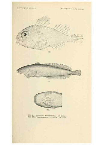 Reproducción/Reproduction 7983544016: The fishes of North and Middle America :. Washington :Smithsonian Institution, United States National Museum,1896-1900.
