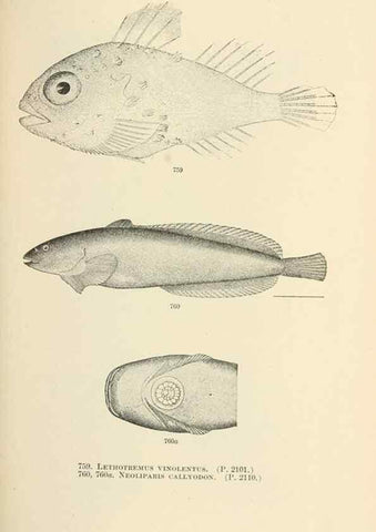 Reproducción/Reproduction 7983544016: The fishes of North and Middle America :. Washington :Smithsonian Institution, United States National Museum,1896-1900.