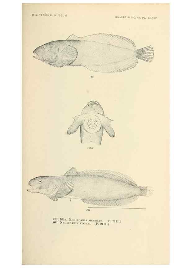Reproducción/Reproduction 7983540105: The fishes of North and Middle America :. Washington :Smithsonian Institution, United States National Museum,1896-1900.