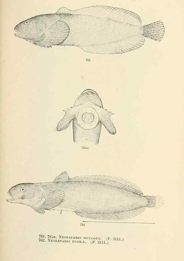 Reproducción/Reproduction 7983540105: The fishes of North and Middle America :. Washington :Smithsonian Institution, United States National Museum,1896-1900.