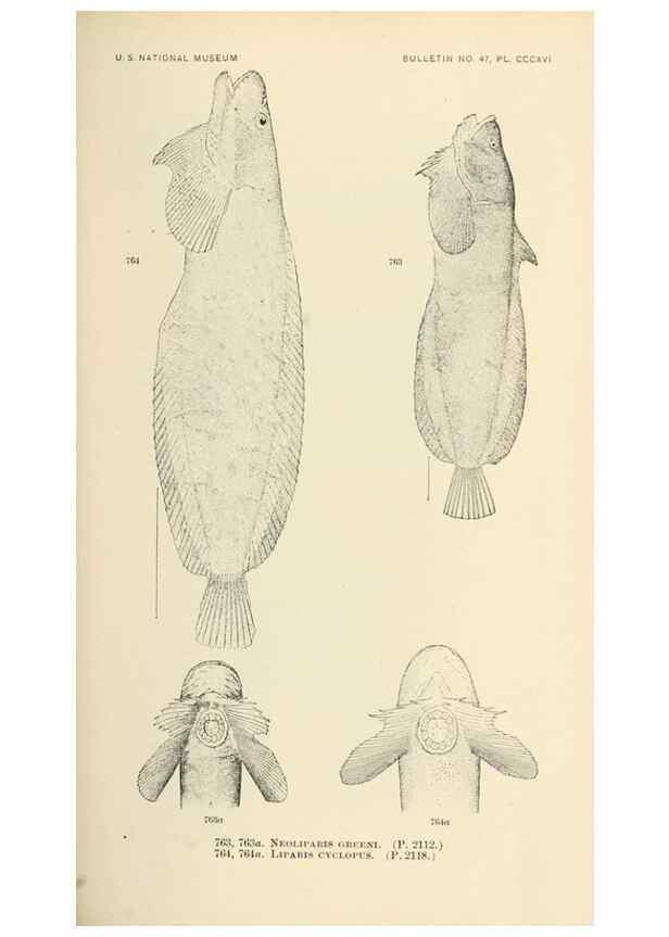 Reproducción/Reproduction 7983545142: The fishes of North and Middle America :. Washington :Smithsonian Institution, United States National Museum,1896-1900.