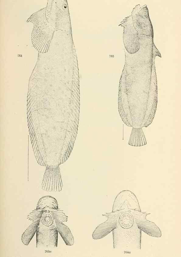 Reproducción/Reproduction 7983545142: The fishes of North and Middle America :. Washington :Smithsonian Institution, United States National Museum,1896-1900.