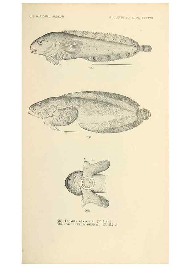 Reproducción/Reproduction 7983541191: The fishes of North and Middle America :. Washington :Smithsonian Institution, United States National Museum,1896-1900.