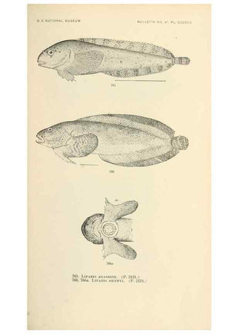 Reproducción/Reproduction 7983541191: The fishes of North and Middle America :. Washington :Smithsonian Institution, United States National Museum,1896-1900.