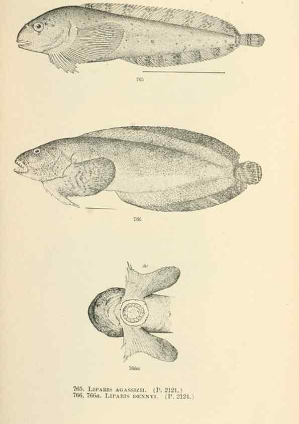 Reproducción/Reproduction 7983541191: The fishes of North and Middle America :. Washington :Smithsonian Institution, United States National Museum,1896-1900.