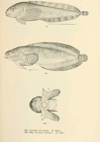 Reproducción/Reproduction 7983541191: The fishes of North and Middle America :. Washington :Smithsonian Institution, United States National Museum,1896-1900.